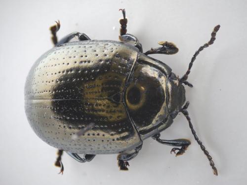 Chrysolina oricalcia
